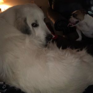 Meet your Posher, Brenda